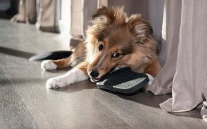 Vinyl Wood Flooring Trends in Vancouver BC