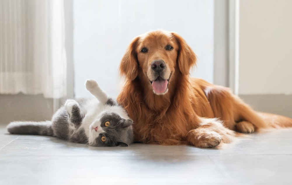 Best Pet-Friendly Flooring Options for Vancouver Homes