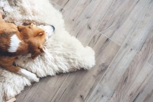 Dog resting on smooth flooring installed over a properly prepared and flat concrete subfloor.